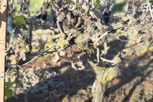 Dans l'Hérault la grêle fait des dégâts sur le vignoble du Pic Saint-Loup