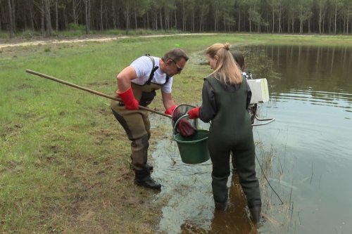 VIDÉO. Sauvetage de poissons victimes de la sécheresse dans les Landes