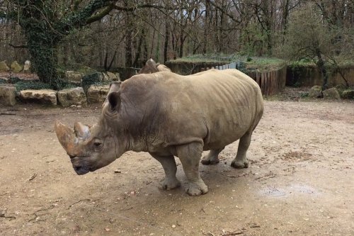 Buldo, le rhinocéros blanc du zoo African Safari décède à l'âge de 36 ans
