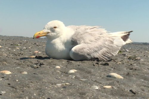 Grippe aviaire : des centaines de goélands retrouvés morts dans la Baie du Mont Saint-Michel