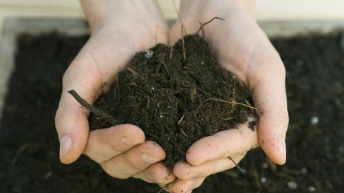 Sciences : découvrez les bactéries qui permettront de créer de nouveaux antibiotiques en donnant un peu de terre de votre jardin