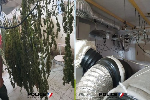 Drogue : un appartement transformé en atelier de production de cannabis, la "cannabiculture" véritable "sport départemental" dans les Pyrénées-Orientales