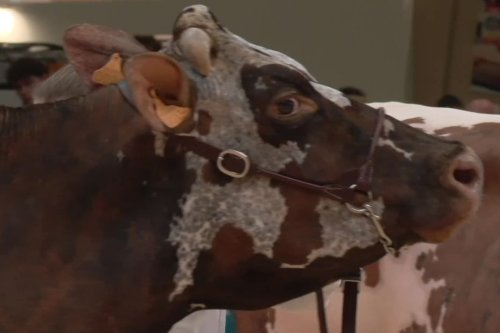 "Une vache humaine" : au salon de l'agriculture, la Normande Hamada est la grande championne