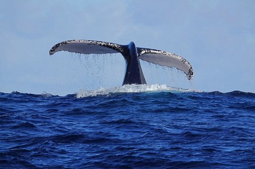 La barre historique des 500 baleines à bosse identifiées à La Réunion à été dépassée