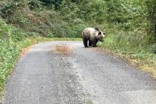 Pyrénées. Une habitante croise un ours sur le chemin de sa maison, "on réapprend à vivre avec" selon un défenseur des plantigrades