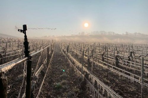 “S’il gèle à nouveau, on ne peut plus protéger le vignoble” : consternation après un vol massif d’asperseurs dans le Chablisien