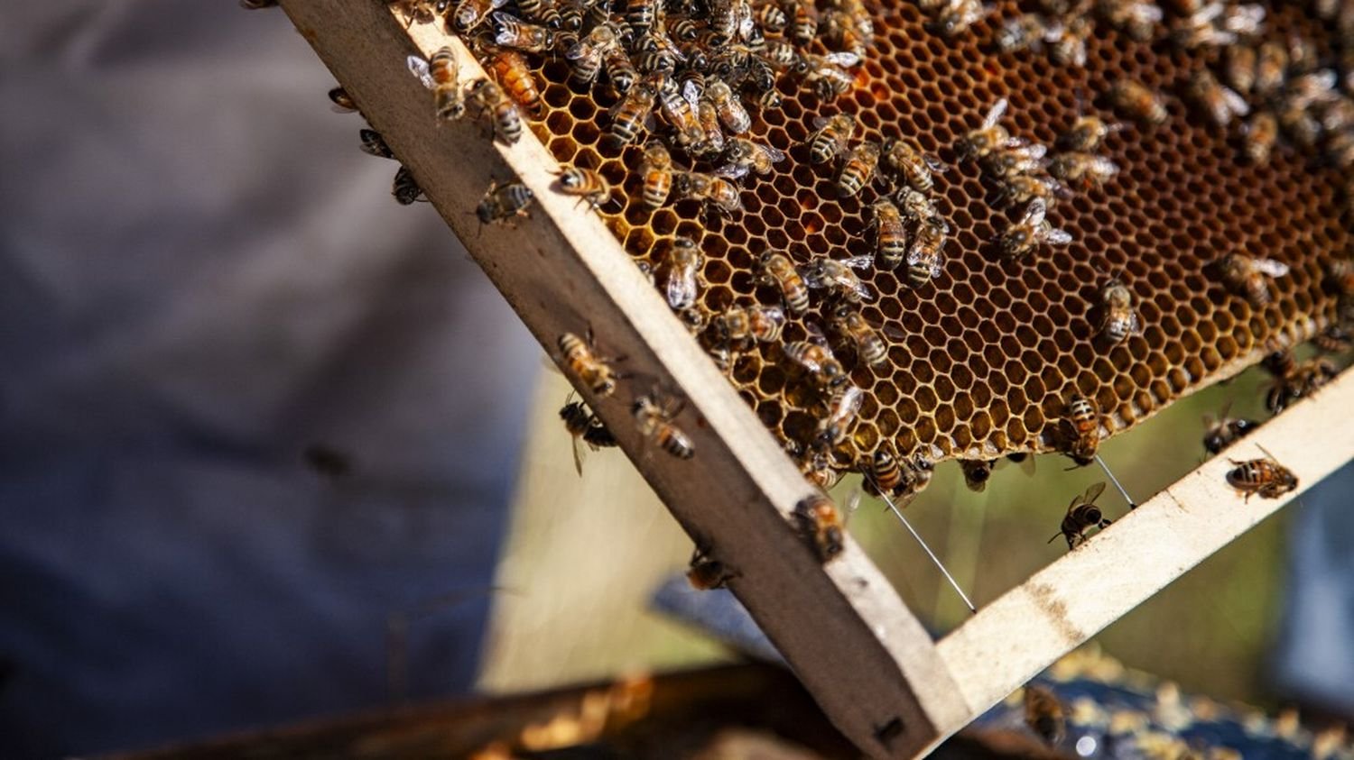 « Si pas d’abeilles, pas de fruit » : quelles solutions pour contrer la disparition des insectes pollinisateurs ?