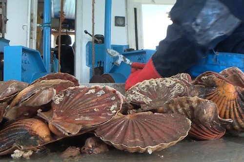 Charente-Maritime : la pêche à la coquille Saint-Jacques est ouverte dans les Pertuis