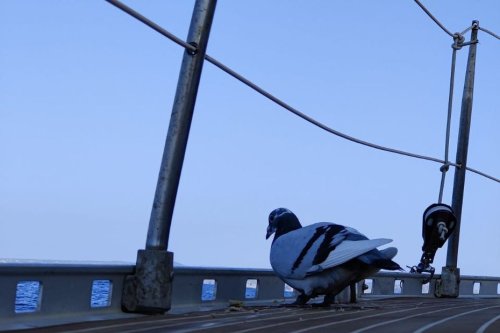 EN IMAGES. Pigeons belges disparus : l'un des oiseaux recueilli par une famille sur son voilier en Sardaigne