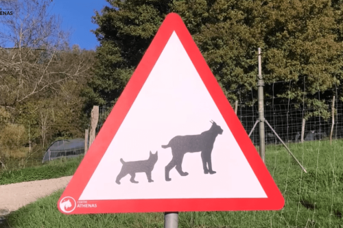 Des panneaux “attention lynx” bientôt sur le bord des routes de France