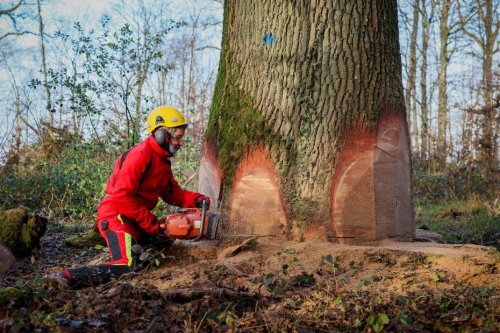 Non, cet arbre n'a pas été coupé pour de l'argent : après une vidéo virale, un forestier rétablit les faits