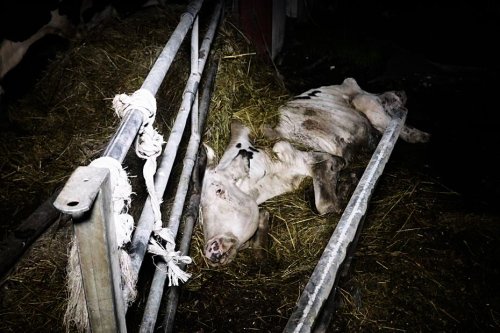 Gironde : Pas d'acte de maltraitance dans l'élevage signalé par L214 selon une expertise vétérinaire