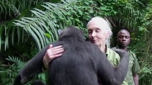 Musée Grévin : la primatologue Jane Goodall fait son entrée