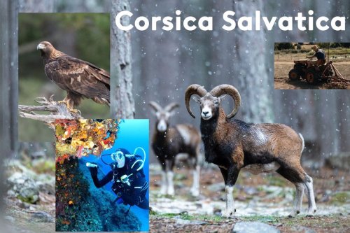 La biodiversité Corse regorge de trésors, souvent menacés... Découvrez-les dans cet article, et dans "Corsica Salvatica", une série documentaire qui débute ce mercredi à 21h40 sur ViaStella !