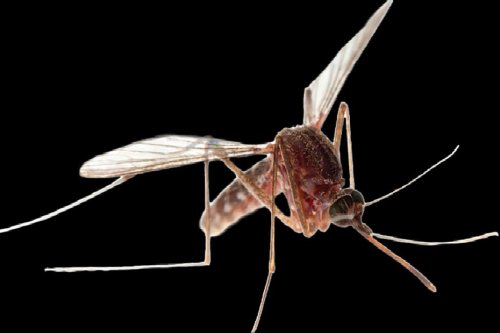 Deux nouveaux cas de dengue autochtone signalés à Toulouse