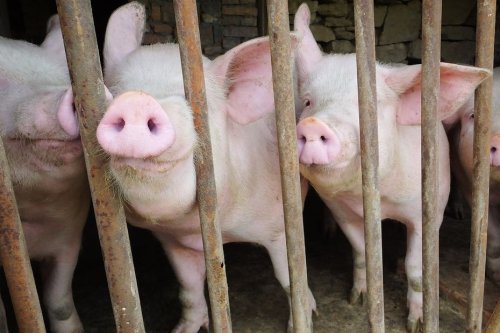 Allemagne : un foyer de peste porcine africaine détecté à proximité de l'Alsace
