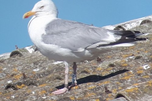 "Le goéland est le miroir de nos mauvaises habitudes" : comment cohabiter avec cet oiseau du littoral ?