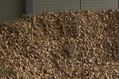 Ecoeuré par la guerre des prix dans la grande distribution, un agriculteur s’apprête à jeter 90 tonnes d’échalotes