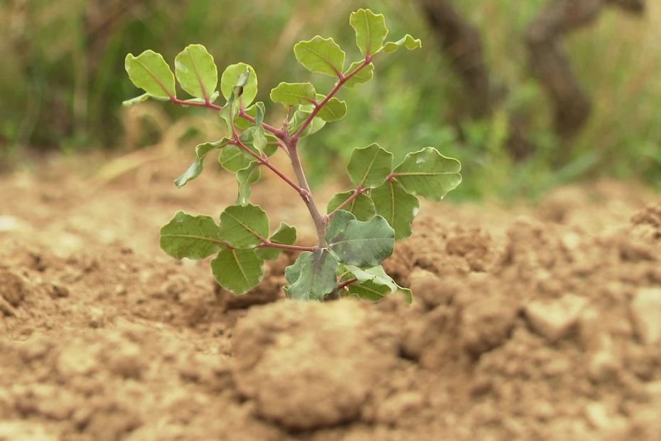 Sécheresse : le caroubier pour remplacer les vignes dans l’Aude