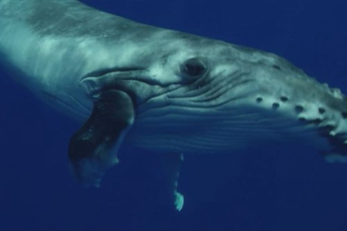 Le roi des Maoris veut que les baleines aient les mêmes droits juridiques que les humains