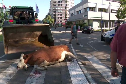 Annecy : des éleveurs déposent un cadavre de vache devant la préfecture pour dénoncer les attaques de loups