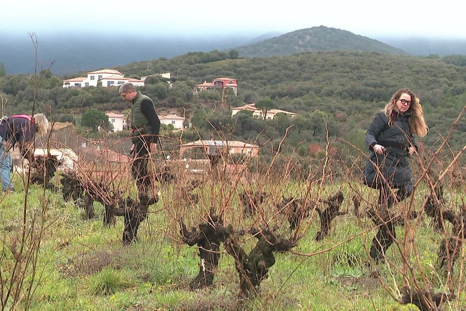 « Au début, on n’était pas très nombreux » : rencontre avec une famille pionnière du vin naturel depuis 30 ans