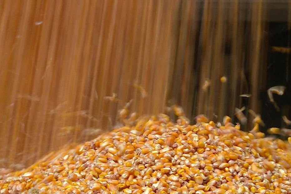 Les coopératives agricoles Maïsadour et Euralis veulent fusionner pour survivre face aux crises à répétition