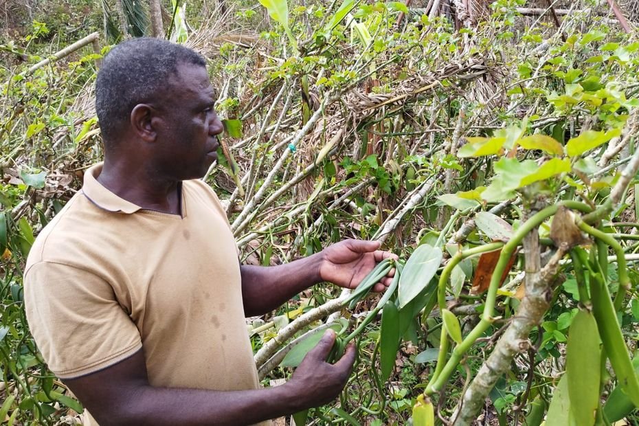 « C’est encore pire que si on recommençait de zéro » : la relance de la filière vanille à Mayotte, balayée par le cyclone Chido