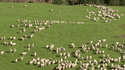 Consommation : comment expliquer la différence de prix entre les agneaux français et ceux de Nouvelle-Zélande ?