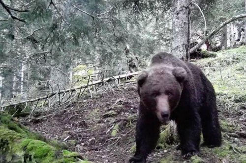 Ours des Pyrénées : le point sur les observations réalisées depuis le début de l'année 2022