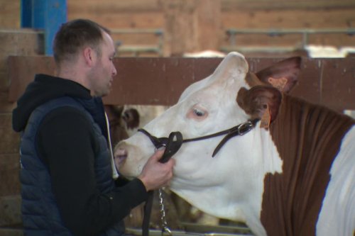 Salon de l’agriculture 2022 : les vaches montbéliardes déjà sur leur 31 !