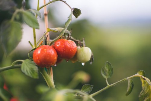 Conseils jardin : comment arroser ses plants de tomates pour qu'ils produisent tout l'été