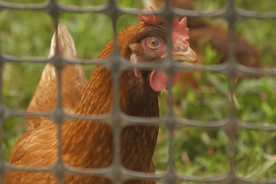 Les agriculteurs comoriens formés à l’élevage de poules