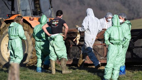 Grippe aviaire : près de 1,3 million de volailles abattues en France en quatre mois