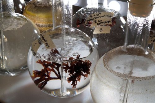 Biodiversité. "La soupe de microbes" océanique scrutée par les chercheurs et la Marine nationale