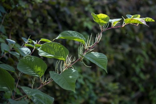 Plante hautement invasive : la Renouée du Japon est de plus en plus présente et menace la biodiversité