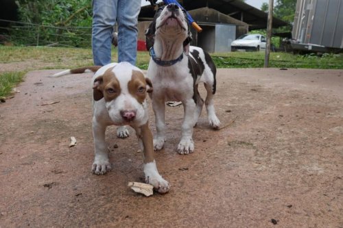 Vol de chiens : propriétaires, prenez garde - Guyane la 1ère