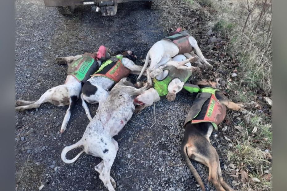  » J’ai été obligé d’abattre deux chiens, ce qui n’a pas calmé les autres », un agriculteur au tribunal après avoir tué sept chiens de chasse