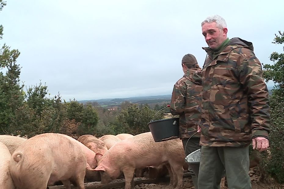 « On mettait deux heures aller-retour, maintenant il en faut quatre » : lourdes conséquences pour les éleveurs après la fermeture de ces abattoirs