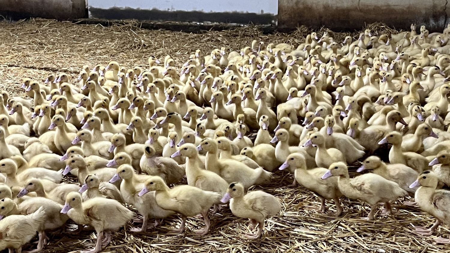 Grippe aviaire : plusieurs syndicats agricoles des Landes menacent d’une « grève vaccinale » pour protester contre la baisse des aides