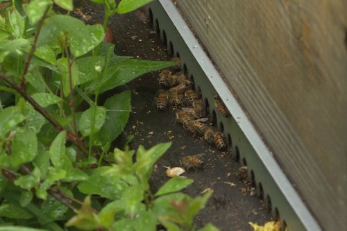 "C’est une arme de destruction massive pour la biodiversité": l’inquiétude des agriculteurs et des associations face au recul des lois environnementales