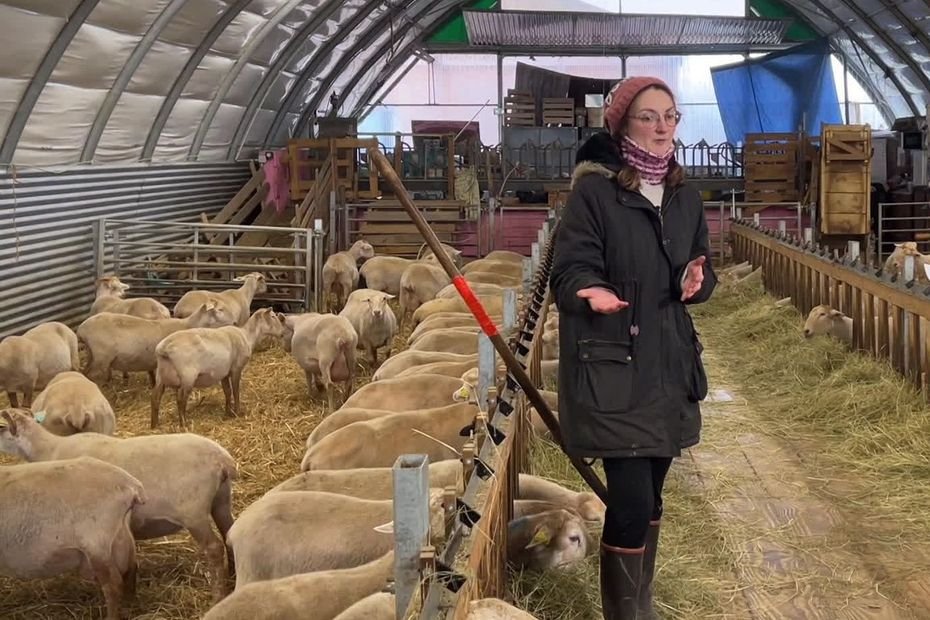 « On ne sait plus quoi en faire ! » : la laine ne se vend plus, le stock de cette éleveuse de brebis déborde