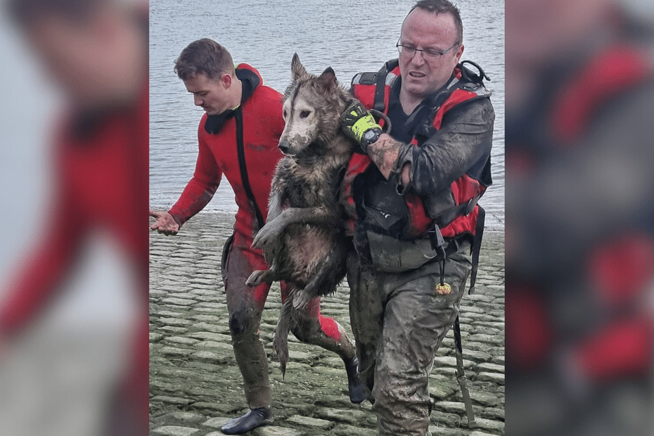 Ce chien échappe à la noyade : les pompiers sauvent un husky qui dérivait dans la Seine