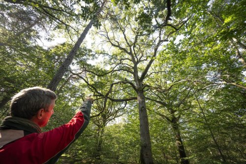 Arbres remarquables en forêt de Compiègne : un inestimable patrimoine de chênes pluricentenaires labellisés
