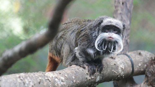 Etats-Unis : un suspect arrêté après le vol de deux singes au zoo de Dallas