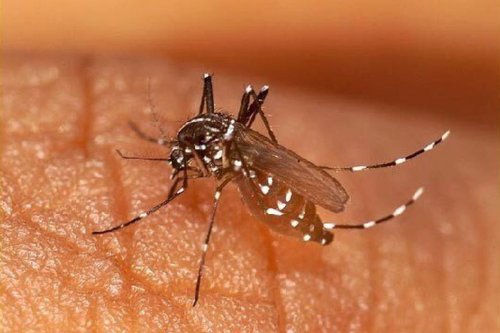 Moustique tigre : "un nombre de cas de dengue inégalé" cet été en Occitanie, d'après une épidémiologiste