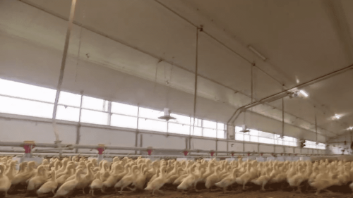 Grippe aviaire : une campagne de vaccination sur 64 millions de canards