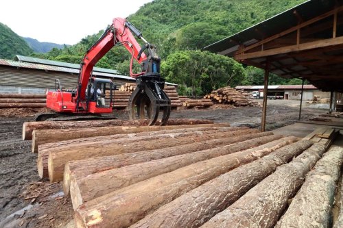 Les forêts ne manquent pas ici : pour que la filière bois prenne racine en Polynésie