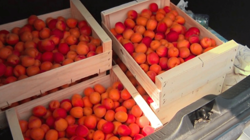 Agriculture : une productrice du Gard vend ses abricots à un euro le kilo