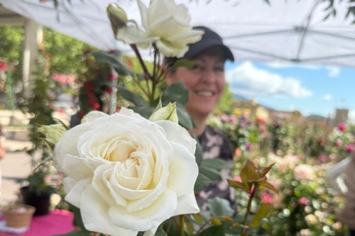 "Les clients en veulent des robustes" : les producteurs locaux de rosiers s'exposent dans les rues de Grasse